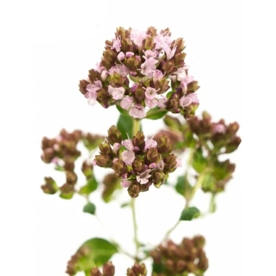 Dobromysl VULGARE GENTLE BREEZE