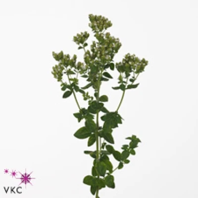 Dobromysl VULGARE WHITE CHARM 60 cm