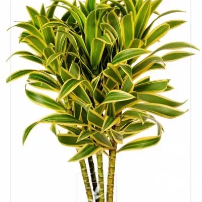 DRACAENA SONG OF INDIA 50cm 