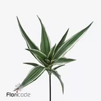 DRACAENA WHITE STRIPE 50cm
