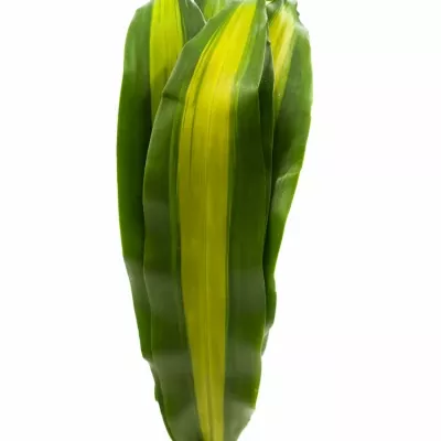 DRACEANA MASSANGEANA