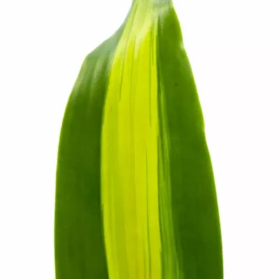 DRACEANA MASSANGEANA