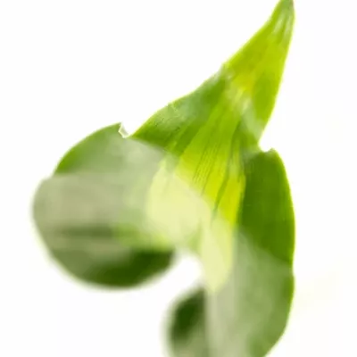 DRACEANA MASSANGEANA