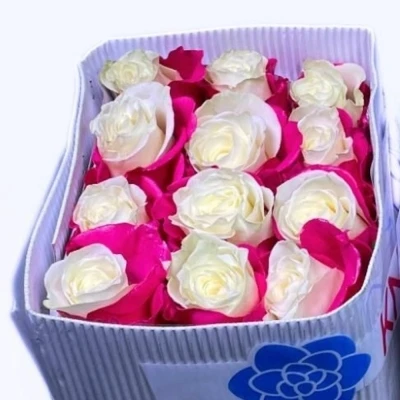 Duhová růže  HOT PINK SOUL