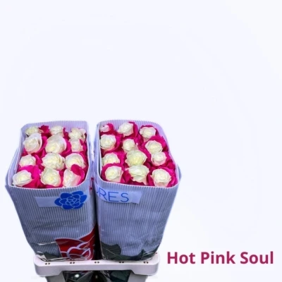 Duhová růže  HOT PINK SOUL