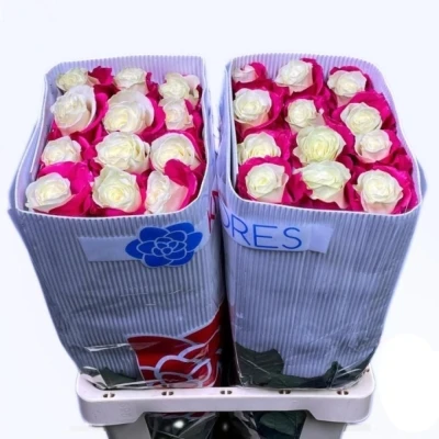 Duhová růže  HOT PINK SOUL