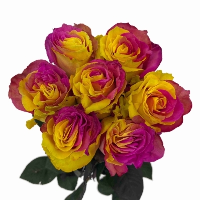 Duhová růže FUNKY PINK YELLOW