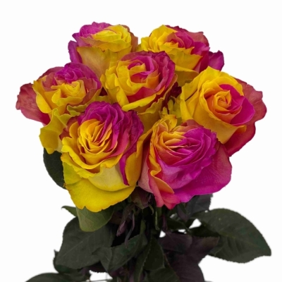 Duhová růže FUNKY PINK YELLOW