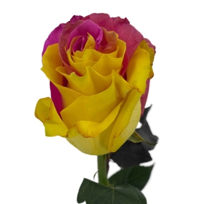 Duhová růže FUNKY PINK YELLOW