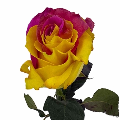 Duhová růže FUNKY PINK YELLOW