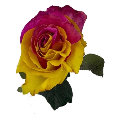 Duhová růže FUNKY PINK YELLOW