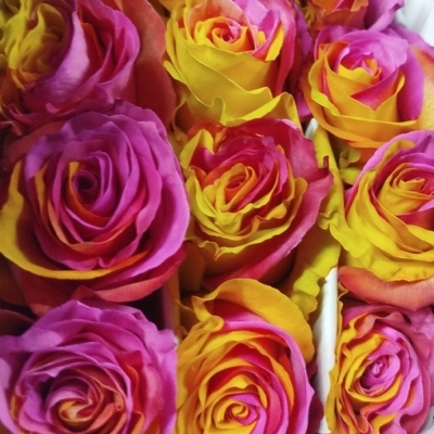 Duhová růže TINTED FUNKY PINK YELLOW 70 cm (XXL) EQ