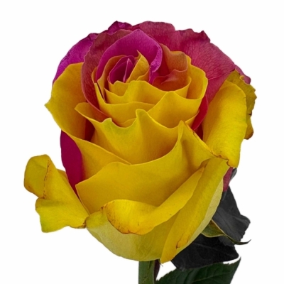 Duhová růže TINTED FUNKY PINK YELLOW 70 cm (XXL) EQ