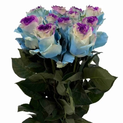 Duhová růže MARSHMALLOW GLITTER