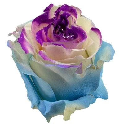 Duhová růže MARSHMALLOW GLITTER