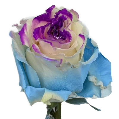 Duhová růže MARSHMALLOW GLITTER
