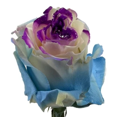 Duhová růže MARSHMALLOW GLITTER