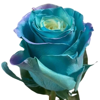 Duhová růže MODRÁ RAINBOW SWEET AURORA 60cm (XXL) EQ