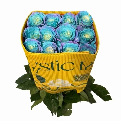 Duhová růže MODRÁ RAINBOW SWEET AURORA 70cm (XXL) EQ