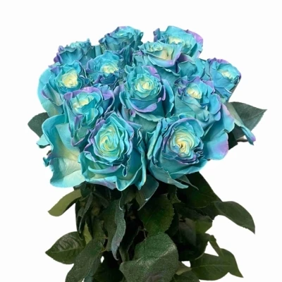 Duhová růže MODRÁ RAINBOW SWEET AURORA 70cm (XXL) EQ