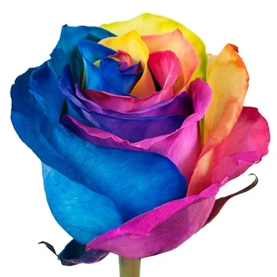Růže RAINBOW 70cm - DUHOVÁ RŮŽE (XXL) EQ