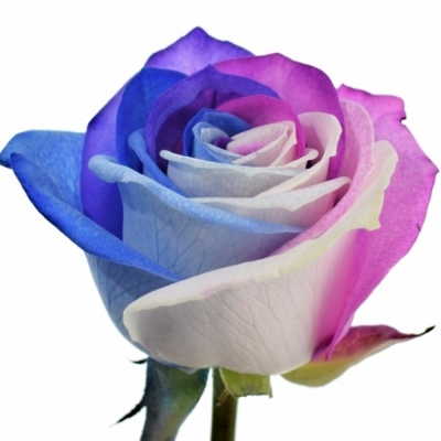 Duhová růže RAINBOW ALEKSANDRA 85cm (XL)