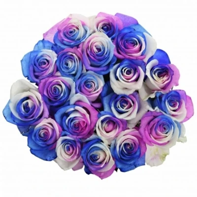 Duhová růže RAINBOW ALEKSANDRA