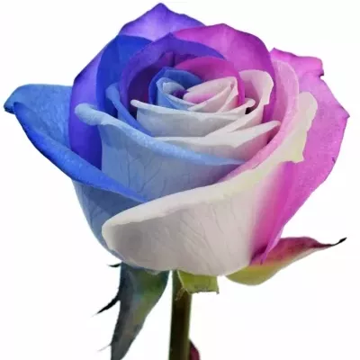 Duhová růže RAINBOW ALEKSANDRA 85cm (M)
