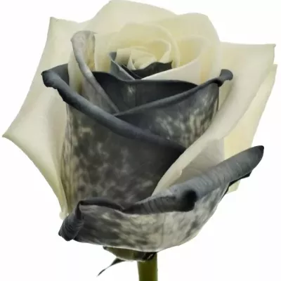 Duhová růže RAINBOW BLACKWHITE 75cm (M)