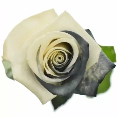 Duhová růže RAINBOW BLACKWHITE 