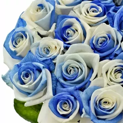 Duhová růže RAINBOW BLUEWHITE 60cm (XXL)