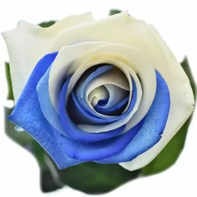 Duhová růže RAINBOW BLUEWHITE 60cm (XXL)