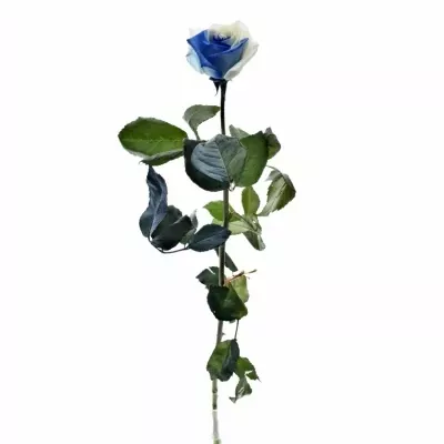 Duhová růže RAINBOW BLUEWHITE 60cm (XXL)