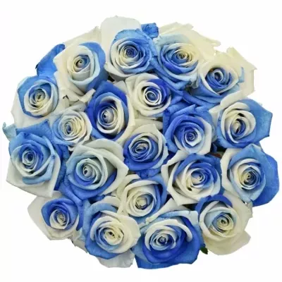 Duhová růže RAINBOW BLUEWHITE 60cm (XXL)