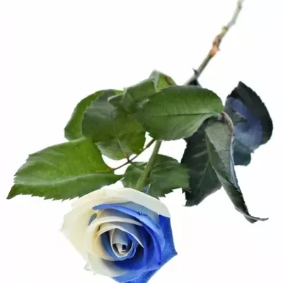 Duhová růže RAINBOW BLUEWHITE 60cm (XXL)