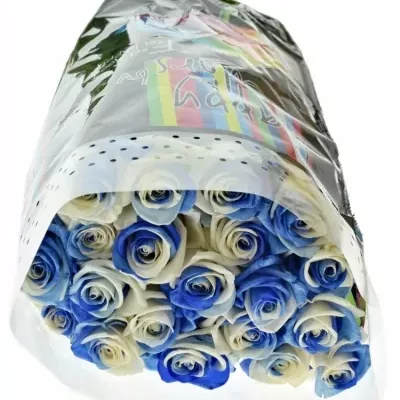 Duhová růže RAINBOW BLUEWHITE 60cm (XXL)