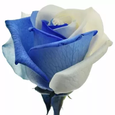Duhová růže RAINBOW BLUEWHITE 60cm (L)