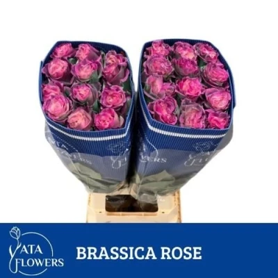 Duhová růže RAINBOW BRASSICA ROSE 70 cm (XXL)