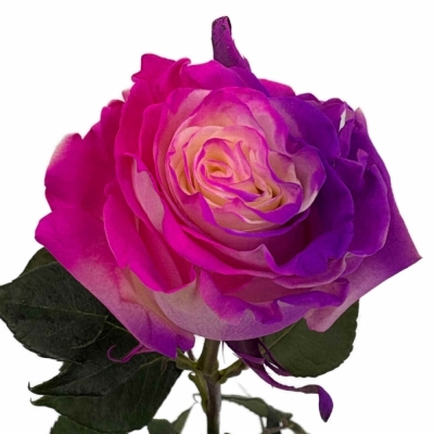 Duhová růže RAINBOW BUBBLE