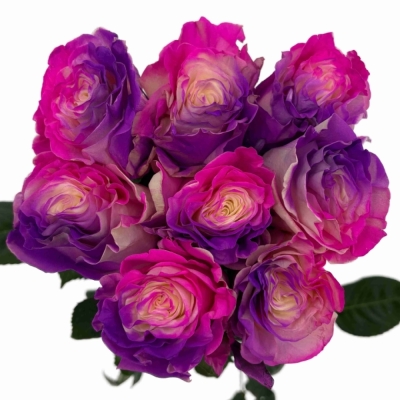 Duhová růže RAINBOW BUBBLE