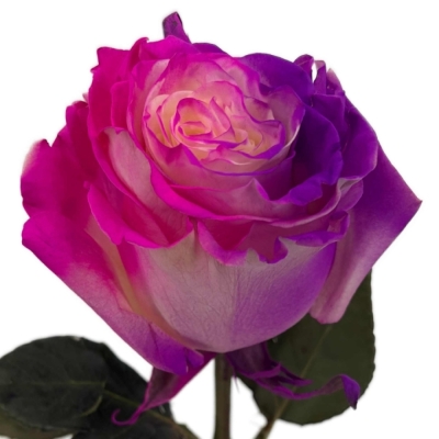 Duhová růže RAINBOW BUBBLE 70 cm (XXL) EQ