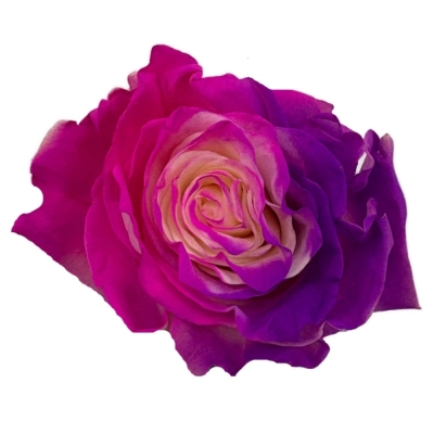 Duhová růže RAINBOW BUBBLE