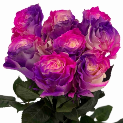 Duhová růže RAINBOW BUBBLE