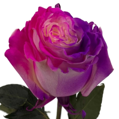 Duhová růže RAINBOW BUBBLE