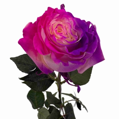 Duhová růže RAINBOW BUBBLE