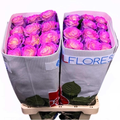 Duhová růže RAINBOW BUBBLE 70 cm (XXL) EQ