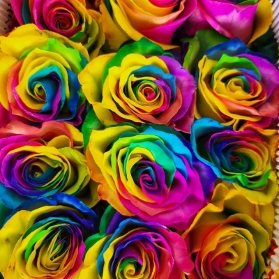 Duhová růže RAINBOW