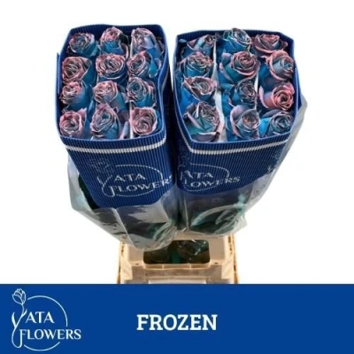 Duhová růže RAINBOW FROOZEN ROSE 70 cm (XXL)