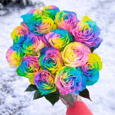 Duhová růže RAINBOW