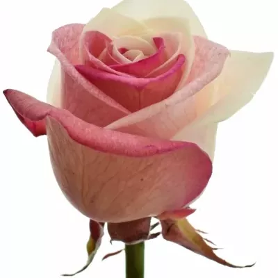 Duhová růže RAINBOW JAPAN 60cm (XXL)